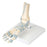 American 3B Foot Skeleton Model Anatomical Ea - 958367