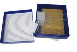 Fisher Anatomical - Control Slide Amyloid Tissue - 22026704