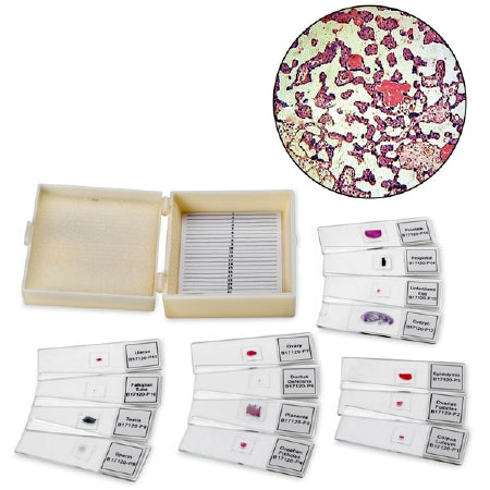 Nasco Mammalian Reproduction Prepared Microscope Slide Set 1 X 3 Inch Prepared Slide - SB47765