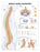 Anatomical Chart Company Anatomical Chart Spine Disorders 20 X 26 Inch Heavy Paper Grommets Laminated - 9781587793998