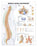 Anatomical Chart Company - Anatomical Chart Spine Disorders 20 X 26 Inch Heavy Paper Grommets Laminated - 9781587793998
