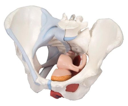Patterson Medical Supply FEI 4 Part Female Pelvis Model Female 4.8 lbs. - 920018