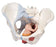 FEI - 4 Part Female Pelvis Model Female 4.8 lbs. - 920018