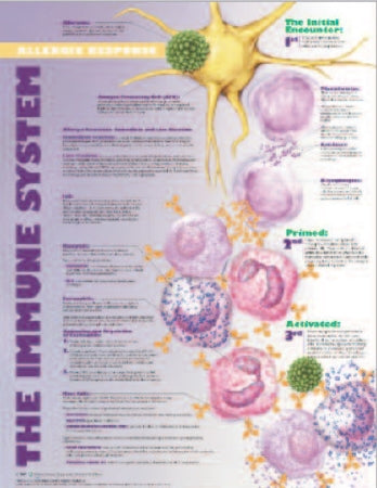 Anatomical Chart Company Anatomical Chart Immune System Allergic Response 20 X 26 Inch Heavy Paper Grommets Laminated - 9781587799747