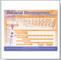 Anatomical Chart Company - Anatomical Chart Prenatal Development 20 X 26 Inch Heavy Paper Wall Mount Laminated - 9780781782272