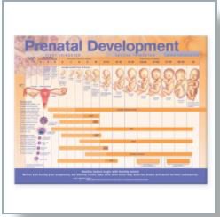 Anatomical Chart Company Anatomical Chart Prenatal Development 20 X 26 Inch Heavy Paper Wall Mount Laminated - 9780781782272