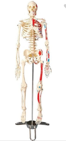 Anatomical Chart Company Painted and Numbered Big Tim Skeleton 25-1/2 Inch - CMS65