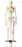 Anatomical Chart Company Painted and Numbered Big Tim Skeleton 25-1/2 Inch - CMS65