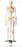 Anatomical Chart Company - Painted and Numbered Big Tim Skeleton 25-1/2 Inch - CMS65