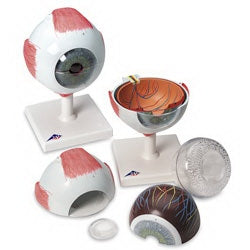 Nasco Nasco Giant Eye Model - SB27614