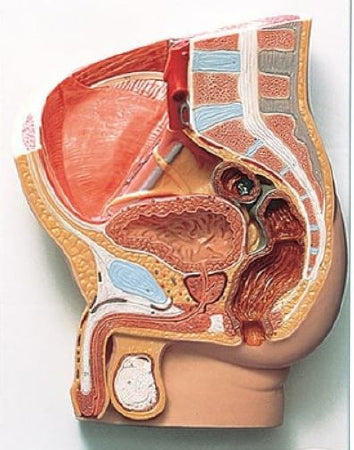 Anatomical Chart Company 2 Part Male Human Pelvis Section Model Male - H11