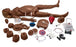 Gaumard - Maternal and Neonatal Birthing Simulator - SB37713 L