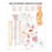Wolters Kluwer Health Inc Chart Anatomical The Autonomic Nervous System 20X26" Ea - 9781587790010