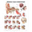 Wolters Kluwer Health Inc Chart Anatomical Middle Ear Conditions 20X26" Ea - 9781605470962