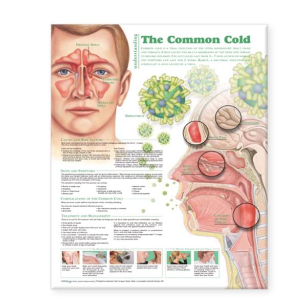 Wolters Kluwer Health Inc Chart Educational Understanding The Common Cold 20X26" Ea - 9780781786317