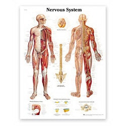 Nasco American 3B Scientific Anatomical Chart Nervous System Paper Glossy - SB41523