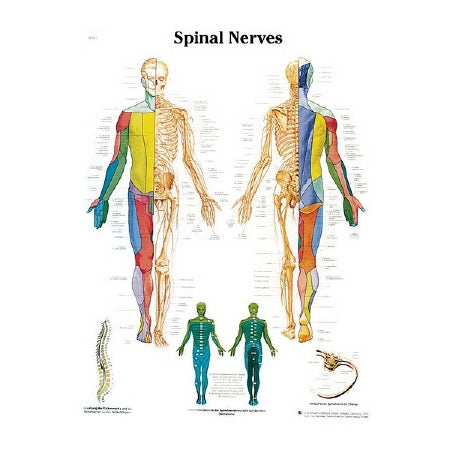 Nasco American 3B Scientific Anatomical Chart Spinal Nerves Paper Glossy - SB41524