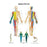 Nasco American 3B Scientific Anatomical Chart Spinal Nerves Paper Glossy - SB41524