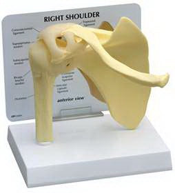 GPI Anatomicals - Basic Shoulder Model Full Size - 70578