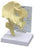 Alimed GPI Anatomicals Basic Hip Model Full Size - 70579