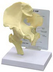 GPI Anatomicals - Anatomical Model Basic Hip Adult Full Size - 70579