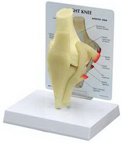 Alimed GPI Anatomicals Basic Knee Model Full Size - 70580