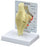 GPI Anatomicals - Anatomical Model Basic Knee Adult Full Size - 70580