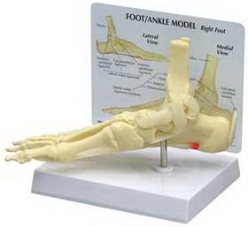 GPI Anatomicals - Foot/Ankle Plantar Fasciitis Model Full Size - 70574