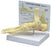 GPI Anatomicals - Foot/Ankle Plantar Fasciitis Model Full Size - 70574