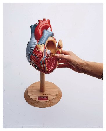 Fisher Scientific Denoyer Geppert Company Human Heart Model - S171572