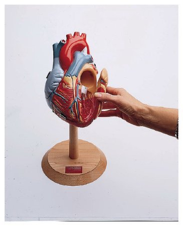 Denoyer Geppert Company - Human Heart Model - S171572