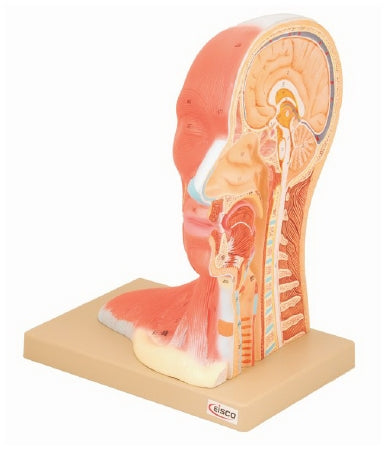 Fisher Scientific Eisco Median Section of Human Head Model EISCO Adult 2.6 lbs - S15544
