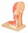 Fisher Scientific Eisco Median Section of Human Head Model EISCO Adult 2.6 lbs - S15544