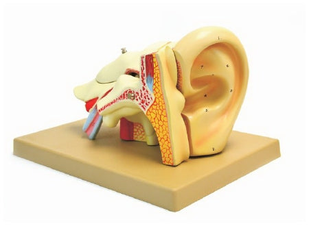 Fisher Scientific Eisco 5 Part Human Ear Model EISCO - S15620