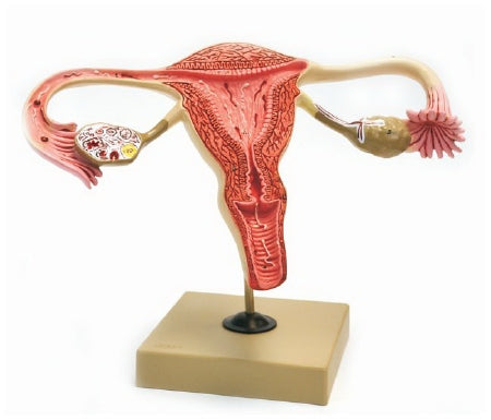 Eisco - Human Ovary Model EISCO Female - S15618