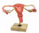 Eisco - Human Ovary Model EISCO Female - S15618