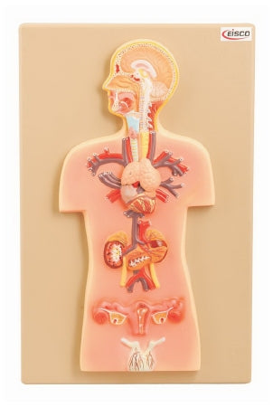 Eisco - Endocrine Glands Model EISCO 2.2 lbs. - S15599
