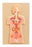 Eisco - Endocrine Glands Model EISCO 2.2 lbs. - S15599