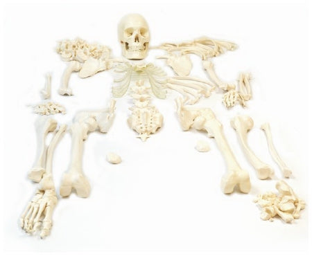 Fisher Scientific Eisco Disarticulated Skeleton Model EISCO PVC Plastic - S12819