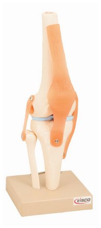 Eisco - Human Knee Joint Model EISCO 750 Gram - S15584