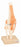 Eisco - Human Knee Joint Model EISCO 750 Gram - S15584