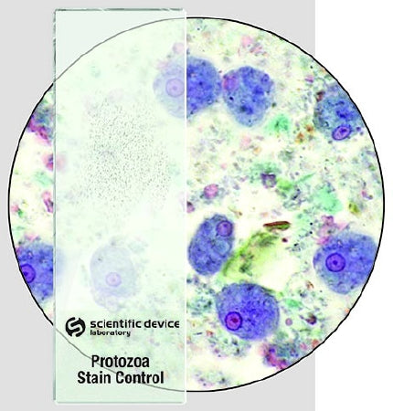 Scientific Device Lab - Microbial Identification Control Slide Giardia Lamblia 10 Slides - 354