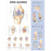 Patterson Medical Supply Anatomical Chart Knee Injuries 20 X 26 Inch Premium Paper Wall Mount Gloss - 81631779