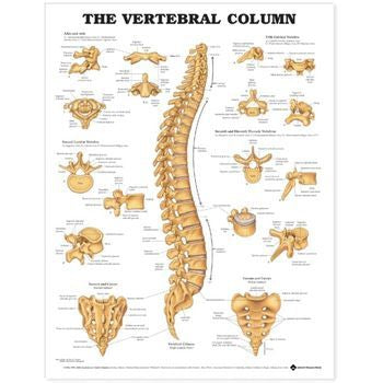 Patterson Medical Supply Anatomical Chart Vertebral Column 20 X 26 Inch Premium Paper Wall Mount Gloss - 81631811