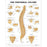 Patterson Medical Supply Anatomical Chart Vertebral Column 20 X 26 Inch Premium Paper Wall Mount Gloss - 81631811