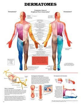 Patterson Medical Supply Anatomical Chart Dermatomes 20 X 26 Inch Plastic Metal Eyelets Laminated - 550816