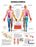 Patterson Medical Supply Anatomical Chart Dermatomes 20 X 26 Inch Plastic Metal Eyelets Laminated - 550816