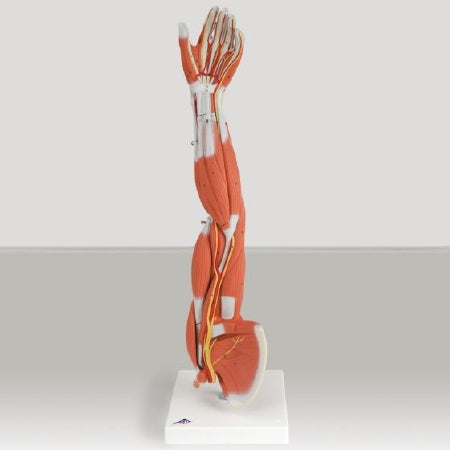 Patterson Medical Supply Muscular Anatomy of the Arm and Shoulder 3/4 Lif Size 4 lbs. - 563592