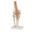 Patterson Medical Supply FEI Anatomical Knee Model - 8166