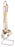 Fabrication Enterprises Functional Spine with Female Pelvis Model 6 lbs. - 961655